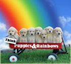 puppies and rainbows